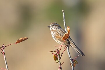 Song sparrow perched on a twig.