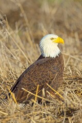 Side profile of a bald eagle on the ground.