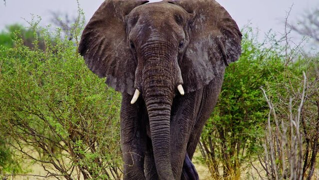 African Elephant in Wild