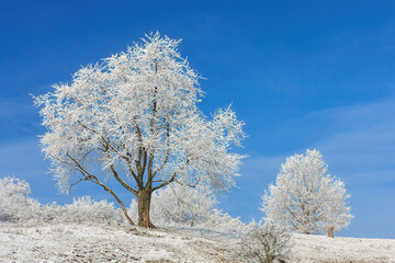 Weiße Winterlandschaft in Hessen  mit Schnee, Bäume und Sträucher mit Reif, mit blauem Himmel.