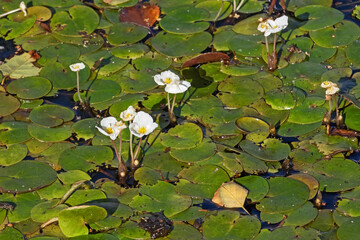 Schwimmblätter und Blüten des Froschbiss (Hydrocharis morsus-ranae) in einem Wassergraben. Wasserpflanze..