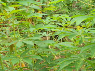 The stems, stalks and leaves of cassava with the Latin name Manihot Esculenta grow in tropical areas