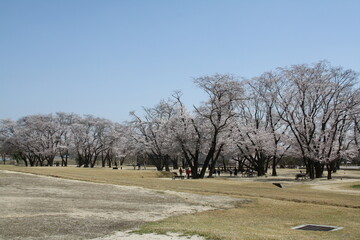 Fototapeta premium 벚꽃