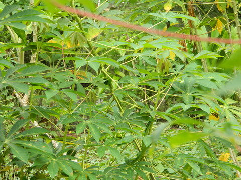 The stems, stalks and leaves of cassava with the Latin name Manihot Esculenta grow in tropical areas