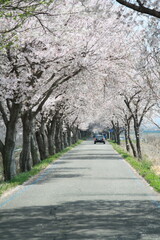 벚꽃