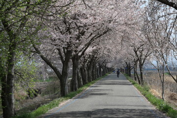 Obraz premium 벚꽃