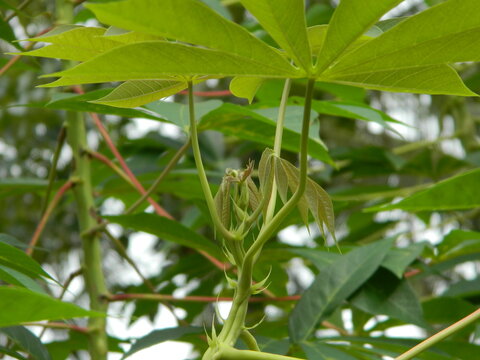 The stems, stalks and leaves of cassava with the Latin name Manihot Esculenta grow in tropical areas