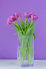 Detailed view of cluster of bright violet tulip flowers with delicate petals blooming and small water drops