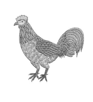Rooster, Vintage engraving drawing style illustration