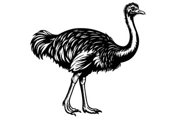 ostrich silhouette vector illustration