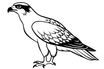 Obraz premium osprey silhouette vector illustration