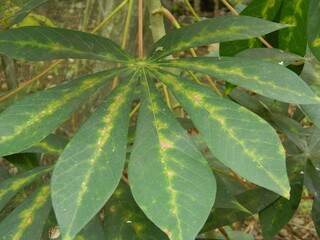 The stems, stalks and leaves of cassava with the Latin name Manihot Esculenta grow in tropical areas