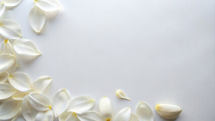 White flowers on white background for presentation, wedding and decoration