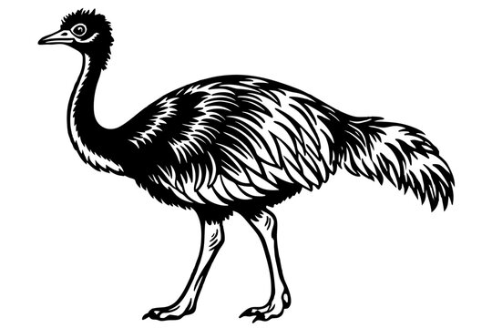recommend clip art: emu silhouette vector illustration