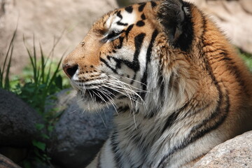 Great Plains Zoo Amur Tiger  - obrazy, fototapety, plakaty