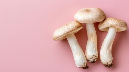 King trumpet mushroom  pleurotus eryngii  displayed on a soft pastel colored background