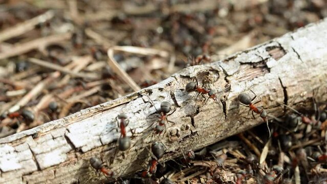 Work and life of forest ants in an anthill. The anthill is teeming with ants