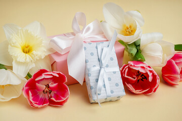Gift boxes with beautiful tulips and daffodil flower on yellow background