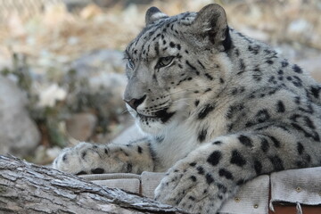 Great Plains Zoo Snow Leopard 