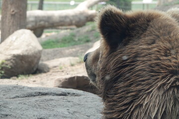 Great Plains Zoo Brown Bear