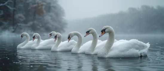 Foto op Plexiglas White swans gather on the lake looking for food. selective focus © GoDress