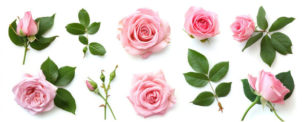 Naklejka premium Various stages of pink roses with leaves and petals on a white background a blooming garden beauty