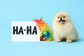 Cute Pomeranian Spitz dog, card with text HA-HA and clown wig on blue background. April Fools day celebration