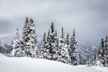 A beautiful and serene snow-covered landscape showcases a stand of evergreen trees heavily laden with snow, under a cloudy sky. 