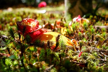 Fotobehang 苔と落ちたツバキ © 亘 近藤