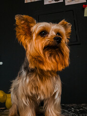 Yorkshire terrier puppy in a black background