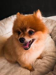 Pomeranian spitz puppy