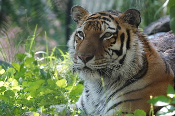 Great Plains Zoo Amur Tiger 