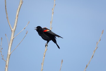 Red-winged blackbird at Family Park 