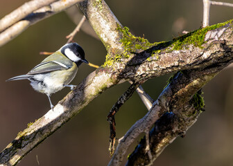 Great Tit (Parus major) - Widespread across Europe & Asia