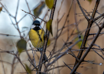 Great Tit (Parus major) - Widespread across Europe & Asia