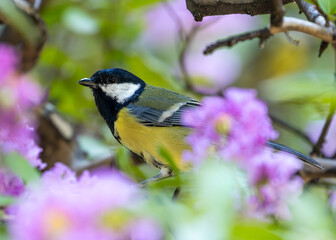 Obraz premium Great Tit (Parus major) - Widespread across Europe & Asia