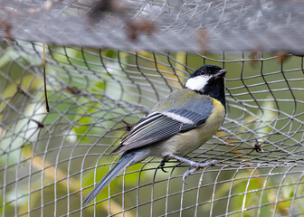 Great Tit (Parus major) - Widespread across Europe & Asia