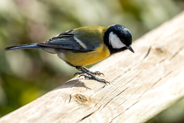 Great Tit (Parus major) - Widespread across Europe & Asia