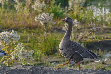 A wild goose searching for food among bushes. In the background is a blurred image of tundra...
