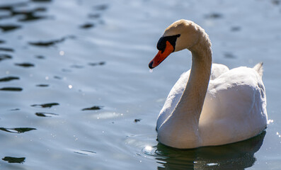 Obraz premium Lake Swan Winter