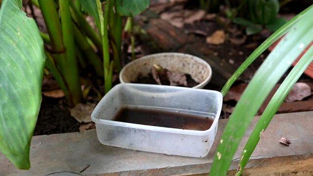 plastic bowl abandoned in a vase with stagnant water inside. close up view. mosquitoes in potential breeding ground.
proliferation of aedes aegypti mosquitoes, dengue, chikungunya, zika virus