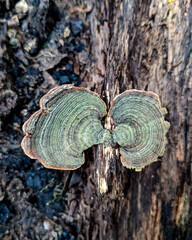 Green mushroom