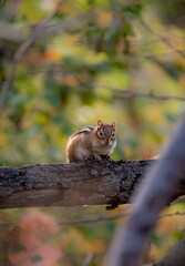 Small squirrel in a colorful autumn
