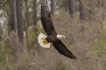 American Bald Eagle is soaring over natural environment at West Point Dam in Alabama.
