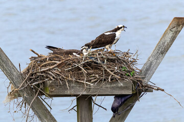 Osprey fishing eagle at osprey nesting site at West Point Dam in Alabama.
