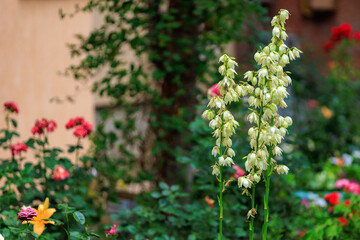 A white flower is in a garden with other flowers