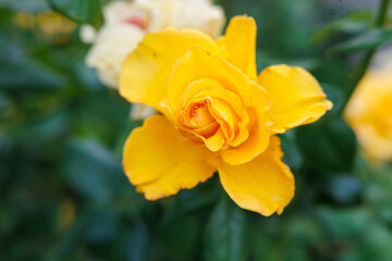 A yellow rose with green leaves