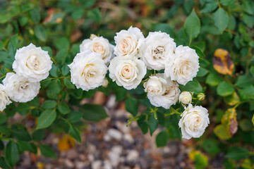 A bunch of white flowers are growing on a bush