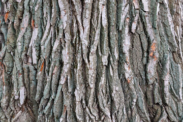 The bark of a tree is rough and textured