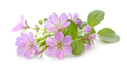 Herb of Grace flowers isolated on white ,Generative ai, 